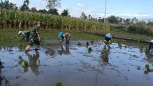 Tanam Padi Bareng Babinsa, Petani Kajar Optimis Hasil Panen Berlipat