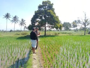 Babinsa 0822 Dampingi Petani di Pujer Kab Bondowoso Pantau Pertumbuhan Padi Inpari 32